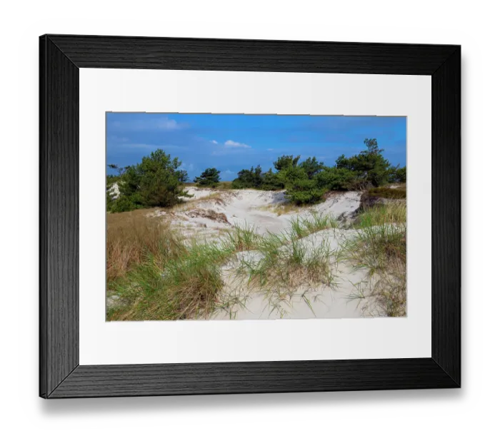 Framed Print : Scots pine (Pinus sylvestris) trees in sand dunes with dune grass, Western Pomerania Lagoon Area National Park, Mecklenburg-Western Pomerania, Germany. May, 2021
