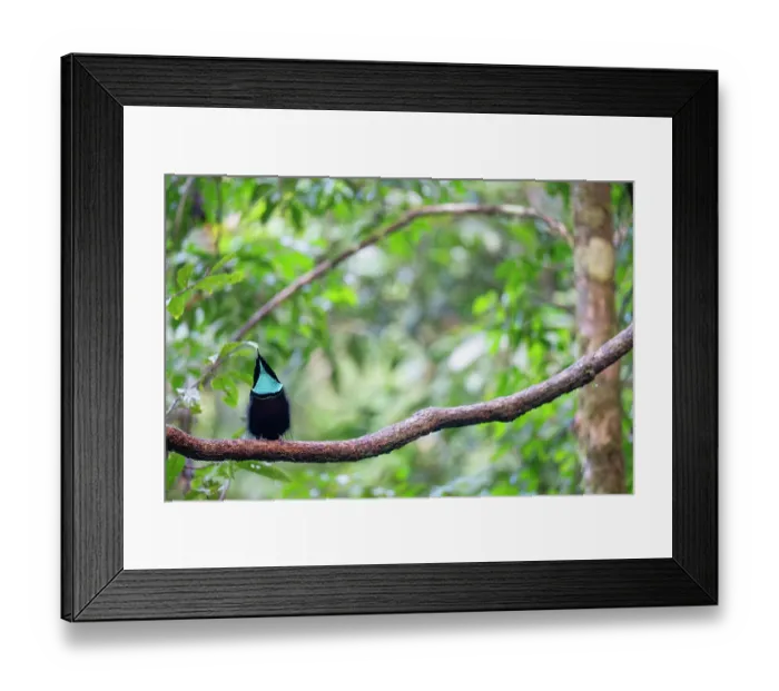 Framed Print : Magnificent riflebird (Ptiloris magnificus) male, perched on branch, private nature reserve in the rainforest near Fak Fak, West Papua, Indonesia Framed Print : Magnificent riflebird (Ptiloris magnificus) male, perched on branch, private nature reserve in the rainforest near Fak Fak, West Papua, Indonesia