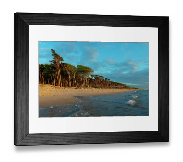 Framed Print : Scots pine (Pinus sylvestris) trees along beach, Darsser West Beach, Western Pomerania Lagoon Area National Park, Baltic Sea, Mecklenburg-Western Pomerania, Germany. May, 2021 Framed Print : Scots pine (Pinus sylvestris) trees along beach, Darsser West Beach, Western Pomerania Lagoon Area National Park, Baltic Sea, Mecklenburg-Western Pomerania, Germany. May, 2021
