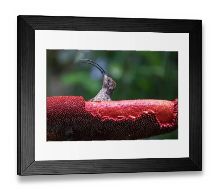 Framed Print : Black-billed sicklebill (Drepanornis albertisi) female, portrait, Arfak, West Papua Framed Print : Black-billed sicklebill (Drepanornis albertisi) female, portrait, Arfak, West Papua