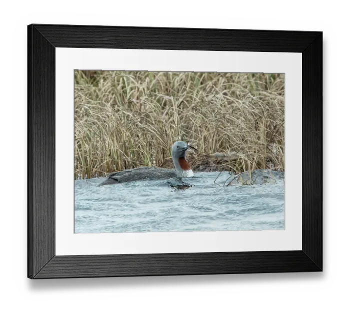 Framed Print : Red-throated loon (Gavia stellata) female on water approaching nest among reedbed, GedJnes, Kongsfjordfjellet, Finnmark, Norway. June Framed Print : Red-throated loon (Gavia stellata) female on water approaching nest among reedbed, GedJnes, Kongsfjordfjellet, Finnmark, Norway. June