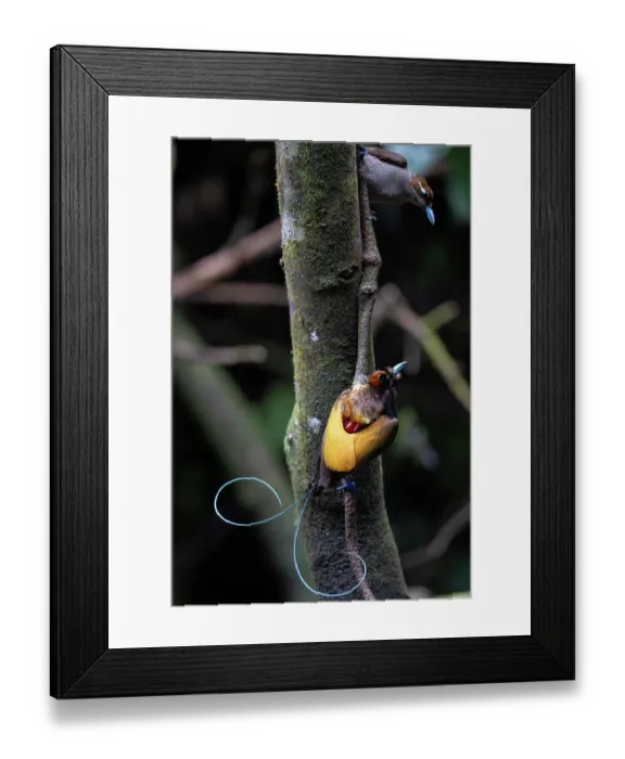 Framed Print : Magnificent bird of paradise (Diphyllodes magnificus) male, perched on branch, Arfak, West Papua Framed Print : Magnificent bird of paradise (Diphyllodes magnificus) male, perched on branch, Arfak, West Papua