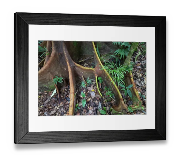 Framed Print : Buttress roots in rainforest, Malagufuk, West Papua. September, 2023 Framed Print : Buttress roots in rainforest, Malagufuk, West Papua. September, 2023