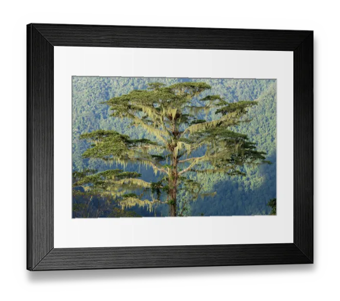 Framed Print : Cloud forest bathed in sunlight, Arfak Mountains, West Papua. September, 2023 Framed Print : Cloud forest bathed in sunlight, Arfak Mountains, West Papua. September, 2023