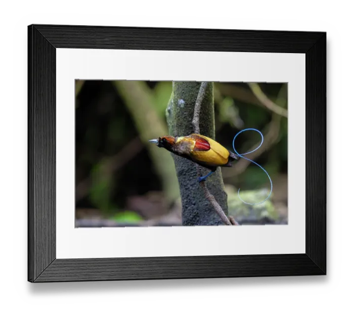 Framed Print : Magnificent bird of paradise (Diphyllodes magnificus) male, perched on branch, Arfak, West Papua Framed Print : Magnificent bird of paradise (Diphyllodes magnificus) male, perched on branch, Arfak, West Papua