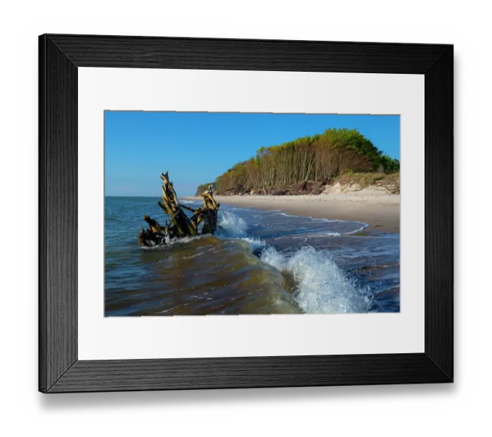 Framed Print : Dead tree, driftwood, washed up in the waves of the Baltic Sea, Western Pomerania Lagoon Area National Park, Darsser West Beach, Mecklenburg-Western Pomerania, Germany. May, 2021 Framed Print : Dead tree, driftwood, washed up in the waves of the Baltic Sea, Western Pomerania Lagoon Area National Park, Darsser West Beach, Mecklenburg-Western Pomerania, Germany. May, 2021