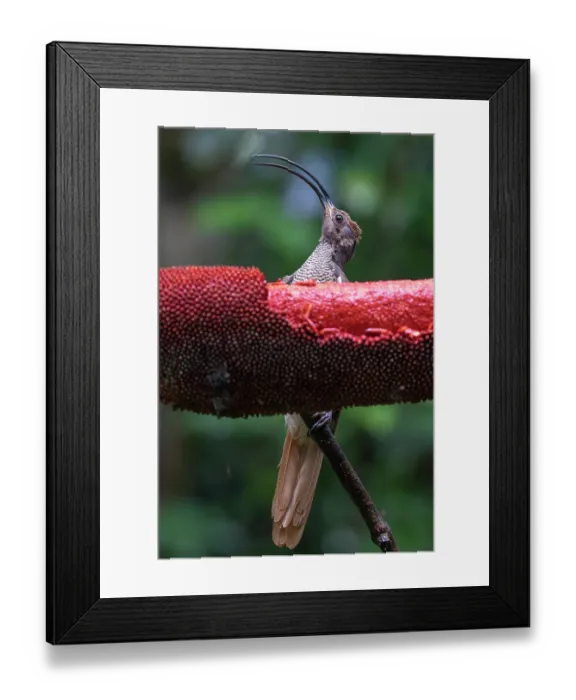 Framed Print : Black-billed sicklebill (Drepanornis albertisi) female, portrait, Arfak, West Papua Framed Print : Black-billed sicklebill (Drepanornis albertisi) female, portrait, Arfak, West Papua