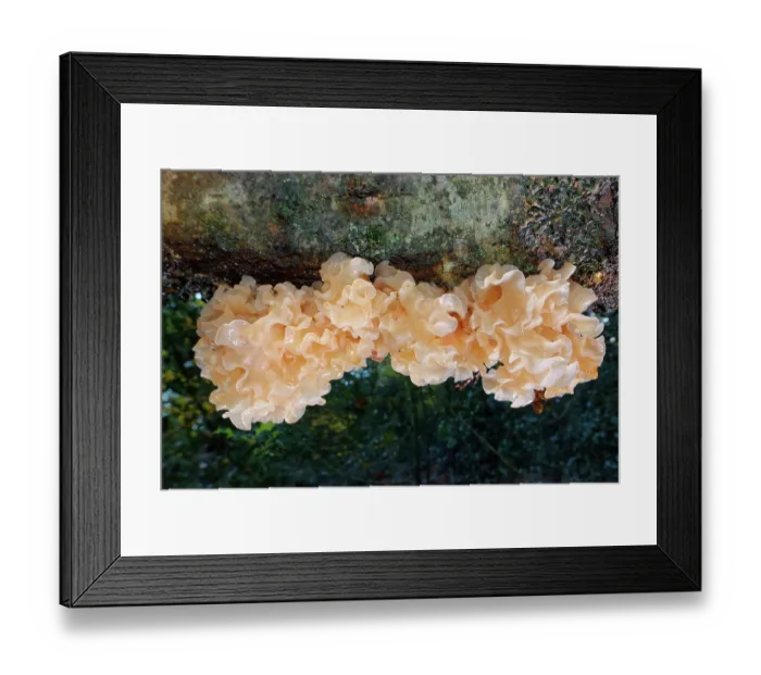 Framed Print : Leafy brain jelly / Brown witch's butter (Tremella frondosa) large clumps of parasitic fungus on a Silver birch (Betula pendula) branch, Forest of Dean, Gloucestershire, England Framed Print : Leafy brain jelly / Brown witch's butter (Tremella frondosa) large clumps of parasitic fungus on a Silver birch (Betula pendula) branch, Forest of Dean, Gloucestershire, England