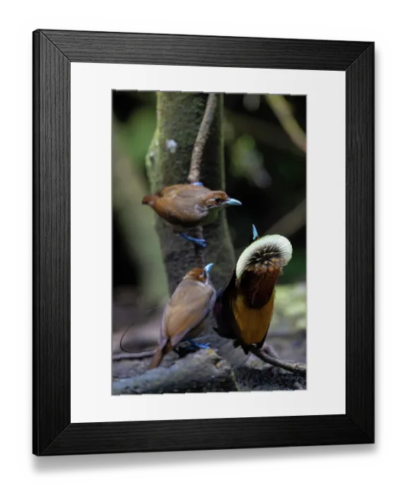 Framed Print : Magnificent bird of paradise (Diphyllodes magnificus) male displaying to two females, Arfak, West Papua