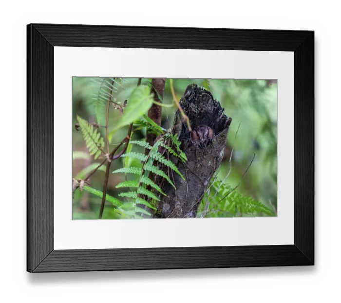 Framed Print : Mountain owlet-nightjar (Aegotheles albertisi) resting on dead tree trunk, cloud forest, Arfak, West Papua Framed Print : Mountain owlet-nightjar (Aegotheles albertisi) resting on dead tree trunk, cloud forest, Arfak, West Papua