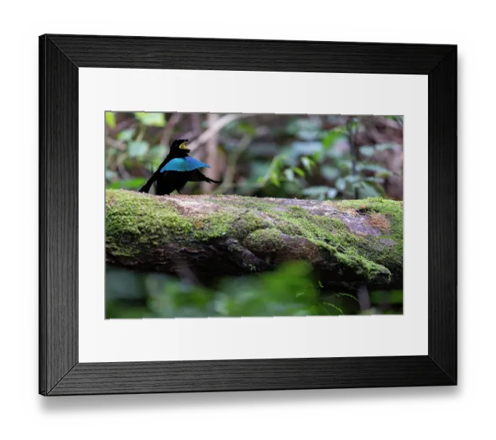 Framed Print : Superb bird of paradise (Lophorina superba) male, courtship display, cloud forest, Arfak, West Papua Framed Print : Superb bird of paradise (Lophorina superba) male, courtship display, cloud forest, Arfak, West Papua