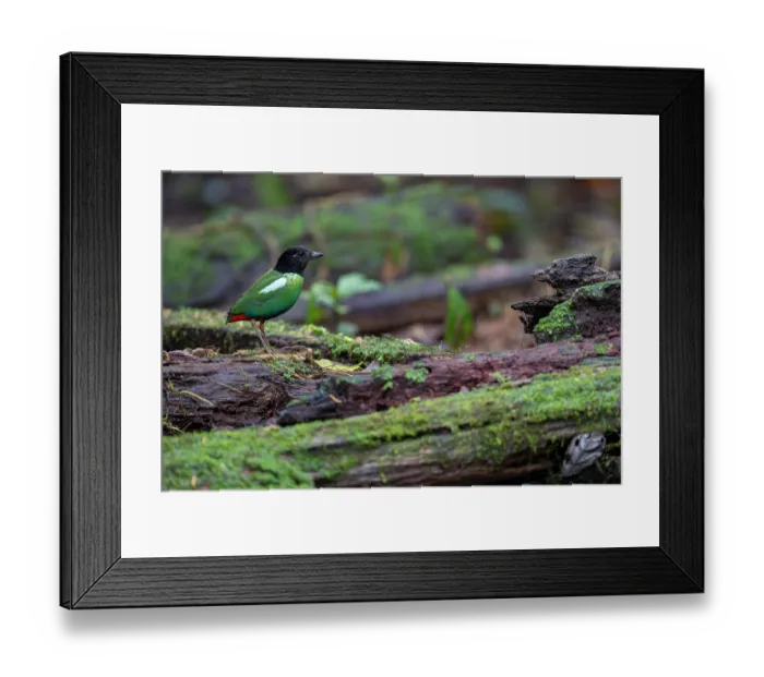 Framed Print : Hooded pitta (Pitta sordida) perched on rotten log in rainforest, private nature reserve near Fak Fak, West Papua, Indonesia