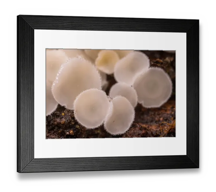 Framed Print : Stalked hairy fairy cup (Lachnum niveum) fungus, Rome, Italy. February Framed Print : Stalked hairy fairy cup (Lachnum niveum) fungus, Rome, Italy. February