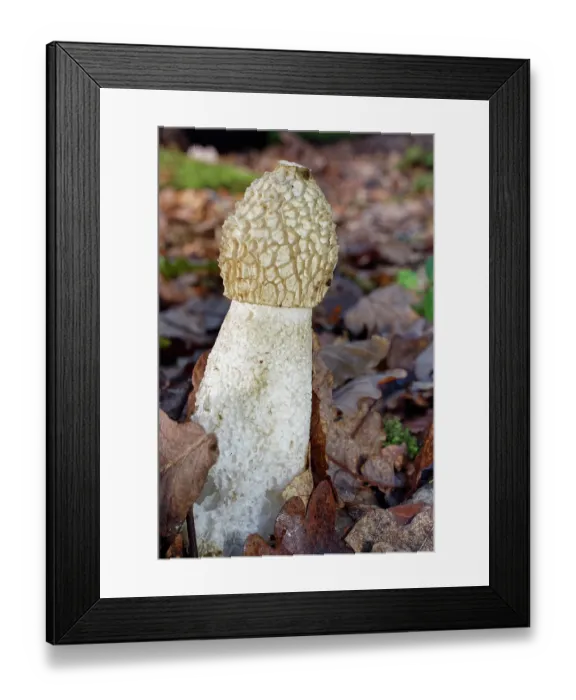 Framed Print : RF - Common stinkhorn fungus (Phallus impudicus) fruiting on a woodland floor, New Forest, Hampshire, England, UK. November Framed Print : RF - Common stinkhorn fungus (Phallus impudicus) fruiting on a woodland floor, New Forest, Hampshire, England, UK. November