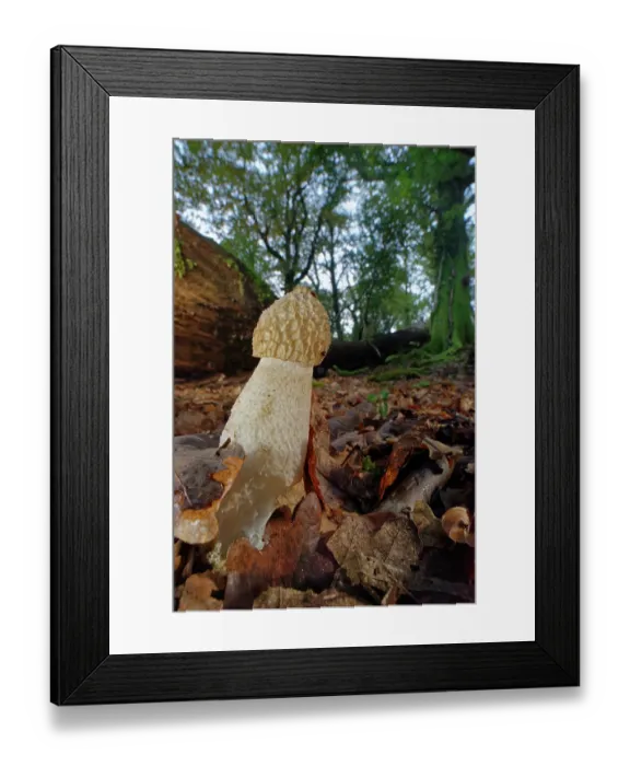 Framed Print : Common stinkhorn fungus (Phallus impudicus) fruiting on a woodland floor, New Forest, Hampshire, England, UK. November Framed Print : Common stinkhorn fungus (Phallus impudicus) fruiting on a woodland floor, New Forest, Hampshire, England, UK. November