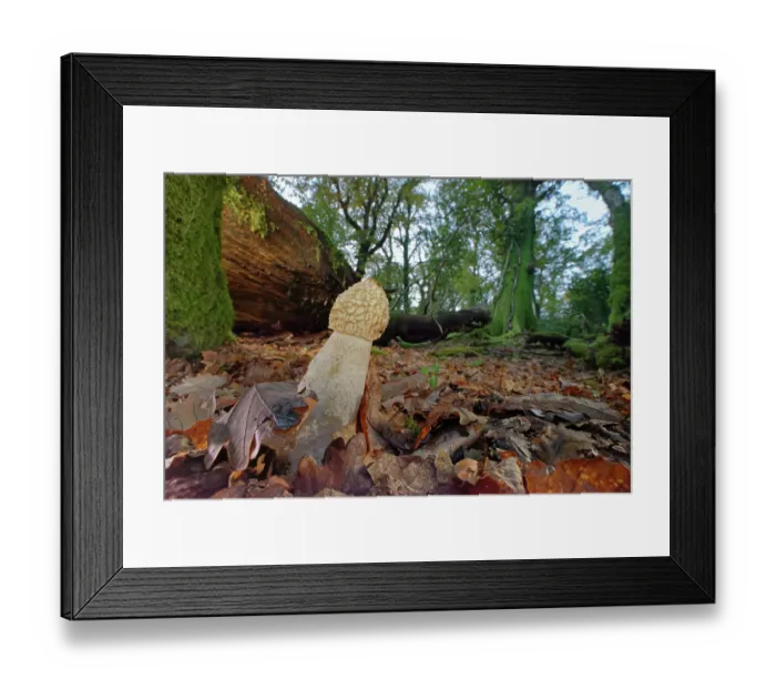 Framed Print : Common stinkhorn fungus (Phallus impudicus) fruiting on a woodland floor, New Forest, Hampshire, England, UK. November Framed Print : Common stinkhorn fungus (Phallus impudicus) fruiting on a woodland floor, New Forest, Hampshire, England, UK. November