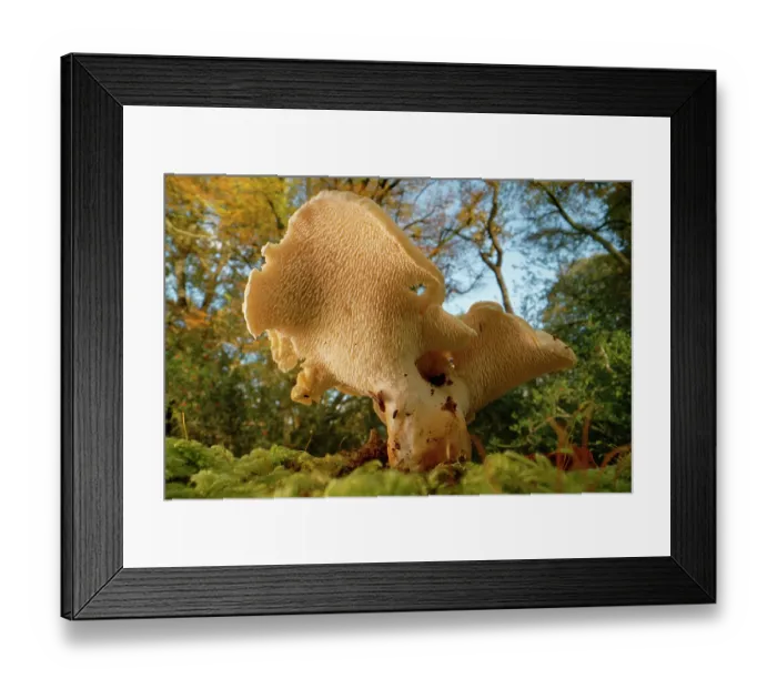 Framed Print : Wood hedgehog (Hydnum repandum) mushroom with spore-bearing spines under the cap in woodland, New Forest, Hampshire, England, UK. November Framed Print : Wood hedgehog (Hydnum repandum) mushroom with spore-bearing spines under the cap in woodland, New Forest, Hampshire, England, UK. November