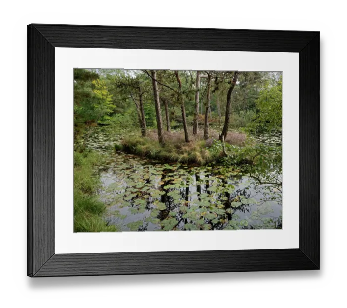 Framed Print : Common heather (Calluna vulgaris) flowering amoung Scots pine (Pinus sylvestris) trees on island, Bystock pools nature reserve, near Exmouth, Devon, England, UK. September Framed Print : Common heather (Calluna vulgaris) flowering amoung Scots pine (Pinus sylvestris) trees on island, Bystock pools nature reserve, near Exmouth, Devon, England, UK. September