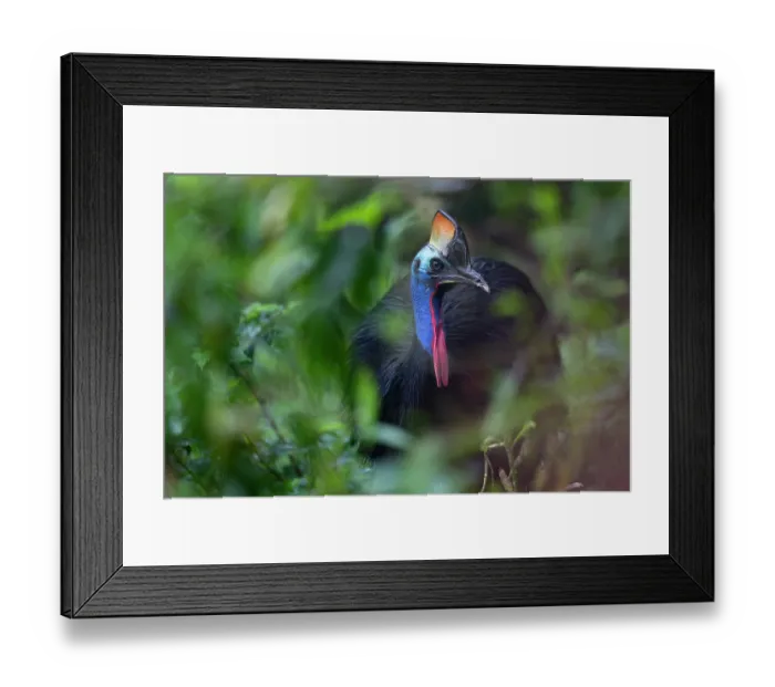 Framed Print : Southern cassowary (Casuarius casuarius) portrait, private nature reserve in the rainforest near Fak Fak, West Papua, Indonesia