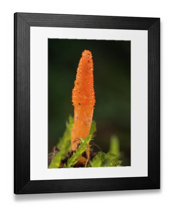 Framed Print : Caterpillar fungus (Cordyceps militaris) portrait, Isola del Cantone, Genoa, Italy. November Framed Print : Caterpillar fungus (Cordyceps militaris) portrait, Isola del Cantone, Genoa, Italy. November