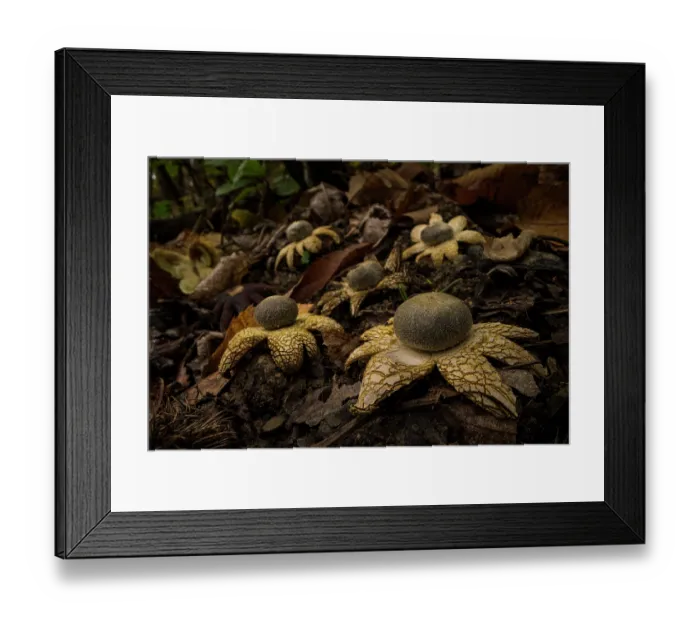 Framed Print : RF - Barometer earthstar mushrooms (Astraeus hygrometricus) fruiting together in woodland, Bastia, Genoa, Italy. October Framed Print : RF - Barometer earthstar mushrooms (Astraeus hygrometricus) fruiting together in woodland, Bastia, Genoa, Italy. October