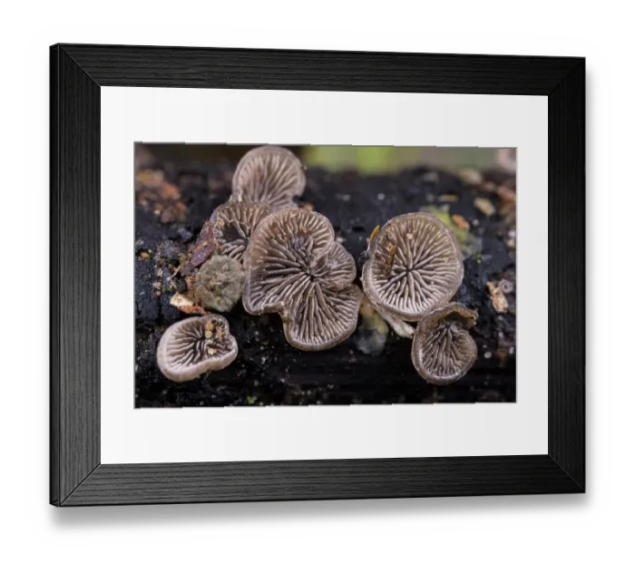 Framed Print : Hairy oysterling (Resupinatus trichotis) fungi, Antola park, Genoa, Italy. October Framed Print : Hairy oysterling (Resupinatus trichotis) fungi, Antola park, Genoa, Italy. October