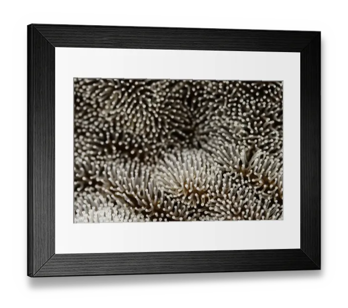 Framed Print : Honeycomb coral slime mold (Ceratiomyxa fruticulosa) showing its fruiting bodies shaped like soft corals under a rotten log, Genoa, Italy. June Framed Print : Honeycomb coral slime mold (Ceratiomyxa fruticulosa) showing its fruiting bodies shaped like soft corals under a rotten log, Genoa, Italy. June