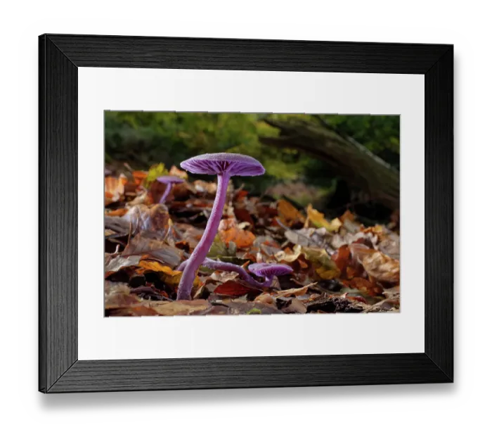 Framed Print : Amethyst deceiver (Laccaria amethystina) group fruiting on a woodland floor, New Forest, Hampshire, England, UK. November Framed Print : Amethyst deceiver (Laccaria amethystina) group fruiting on a woodland floor, New Forest, Hampshire, England, UK. November