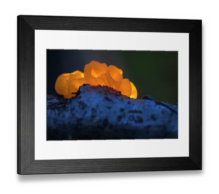 Framed Print : Witch's butter (Tremella mesenterica) fungus, Antola Regional Park, Genoa, Italy. October Framed Print : Witch's butter (Tremella mesenterica) fungus, Antola Regional Park, Genoa, Italy. October