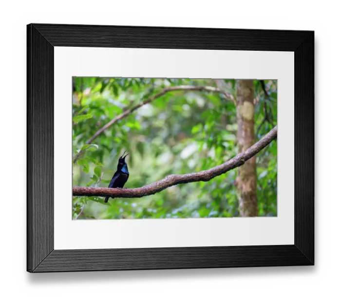 Framed Print : Magnificent riflebird (Ptiloris magnificus) male, perched on branch, private nature reserve in the rainforest near Fak Fak, West Papua, Indonesia Framed Print : Magnificent riflebird (Ptiloris magnificus) male, perched on branch, private nature reserve in the rainforest near Fak Fak, West Papua, Indonesia