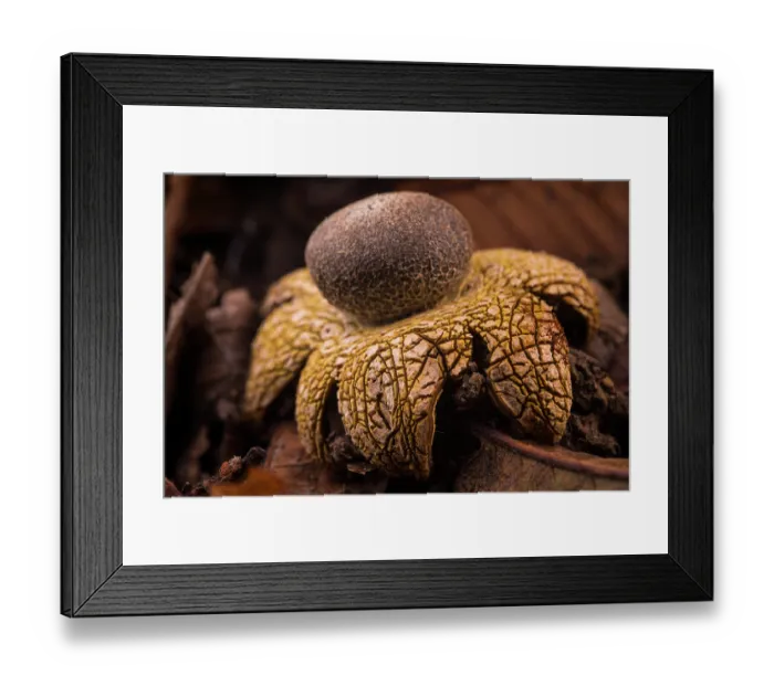 Framed Print : Barometer earthstar mushroom (Astraeus hygrometricus) fruiting body, Bastia, Genoa, Italy. October Framed Print : Barometer earthstar mushroom (Astraeus hygrometricus) fruiting body, Bastia, Genoa, Italy. October
