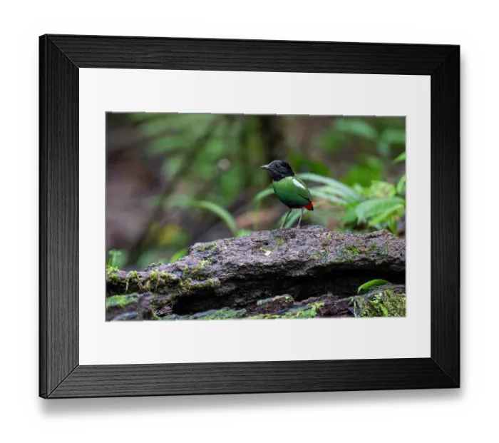 Framed Print : Hooded pitta (Pitta sordida) perched on rotten log in rainforest, private nature reserve near Fak Fak, West Papua, Indonesia Framed Print : Hooded pitta (Pitta sordida) perched on rotten log in rainforest, private nature reserve near Fak Fak, West Papua, Indonesia