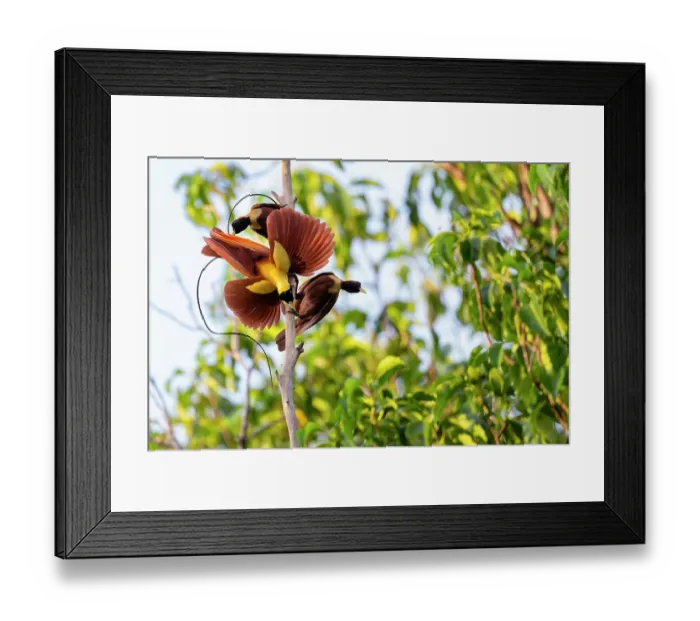 Framed Print : Red bird of paradise (Paradisaea rubra) male, perched on dead branch displaying with two females behind, Waigeo Island, Raja Ampat, West Papua, Indonesia