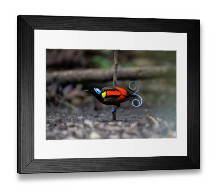 Framed Print : Wilson's bird of paradise (Diphyllodes respublica) male, performing mating dance, courtship display, Waigeo, Raja Ampat, West Papua Framed Print : Wilson's bird of paradise (Diphyllodes respublica) male, performing mating dance, courtship display, Waigeo, Raja Ampat, West Papua