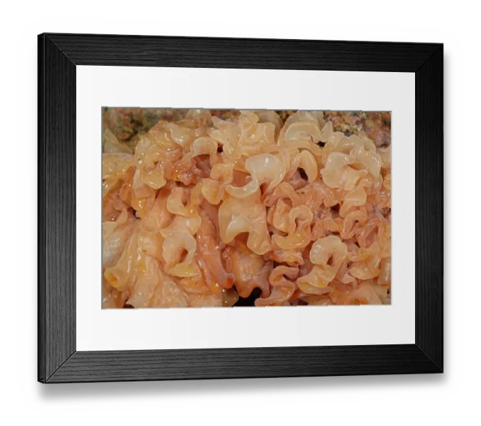Framed Print : Leafy brain jelly / Brown witch's butter (Tremella frondosa) close up, Forest of Dean, Gloucestershire, England, UK. November Framed Print : Leafy brain jelly / Brown witch's butter (Tremella frondosa) close up, Forest of Dean, Gloucestershire, England, UK. November