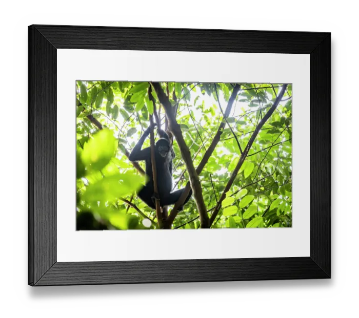 Framed Print : Colombian spider monkey (Ateles fusciceps rufiventris) female, sitting in tree, Marimonda, Necocli, Colombia. Endangered Framed Print : Colombian spider monkey (Ateles fusciceps rufiventris) female, sitting in tree, Marimonda, Necocli, Colombia. Endangered