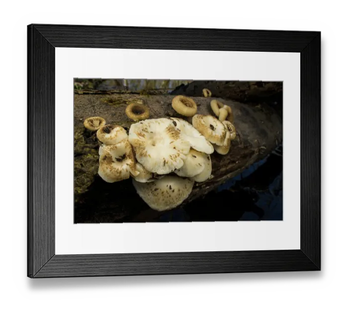 Framed Print : Tiger sawgill fungus (Lentinus tigrinus) growing on branch, Circeo National Park, Lazio, Italy. March Framed Print : Tiger sawgill fungus (Lentinus tigrinus) growing on branch, Circeo National Park, Lazio, Italy. March