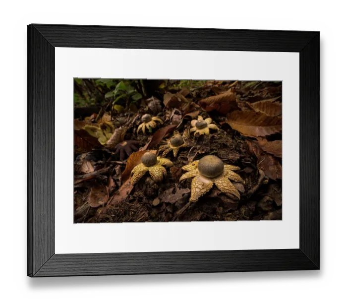 Framed Print : Barometer earthstar mushrooms (Astraeus hygrometricus) fruiting together in the leaf litter in woodland, Bastia, Genoa, Italy. October Framed Print : Barometer earthstar mushrooms (Astraeus hygrometricus) fruiting together in the leaf litter in woodland, Bastia, Genoa, Italy. October
