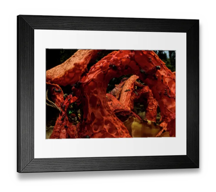 Framed Print : Red cage (Clathrus ruber) fungus blooming on chopped woods in a urban park with flies of various species consuming its smelly liquids, Genoa, Italy. May Framed Print : Red cage (Clathrus ruber) fungus blooming on chopped woods in a urban park with flies of various species consuming its smelly liquids, Genoa, Italy. May