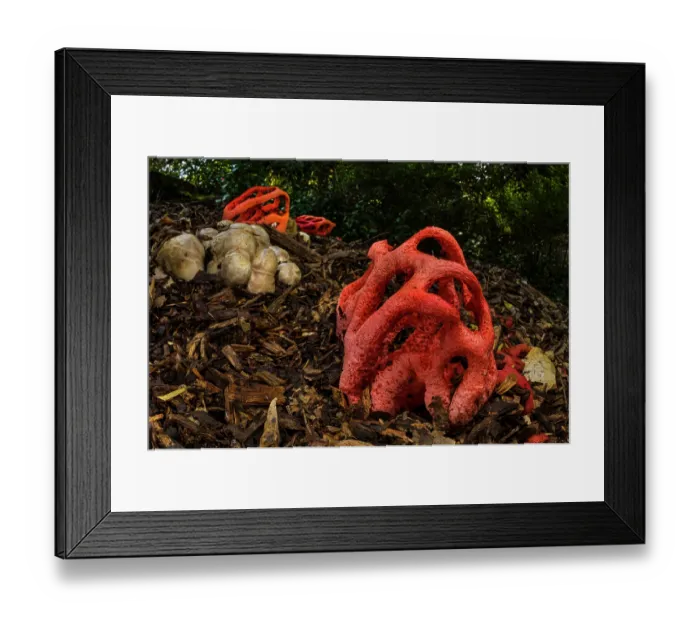 Framed Print : Red cage (Clathrus ruber) fungus blooming on chopped woods in a urban park, Genoa, Italy. May