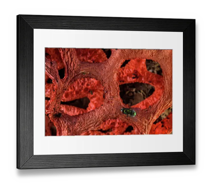 Framed Print : Red cage (Clathrus ruber) blooming on chopped woods in a urban park with fly (Calliphoridae) consuming its smelly liquids, Genoa, Italy. May Framed Print : Red cage (Clathrus ruber) blooming on chopped woods in a urban park with fly (Calliphoridae) consuming its smelly liquids, Genoa, Italy. May