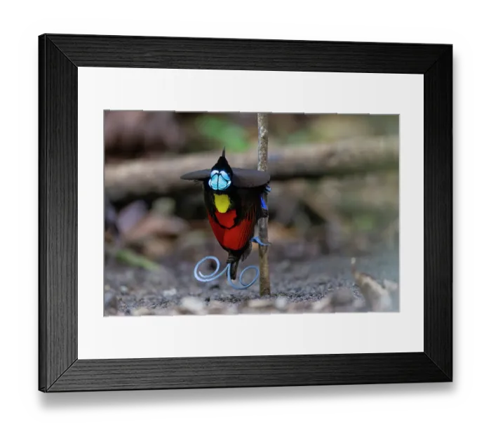 Framed Print : Wilson's bird of paradise (Diphyllodes respublica) male, performing mating dance, courtship display, Waigeo, Raja Ampat, West Papua Framed Print : Wilson's bird of paradise (Diphyllodes respublica) male, performing mating dance, courtship display, Waigeo, Raja Ampat, West Papua