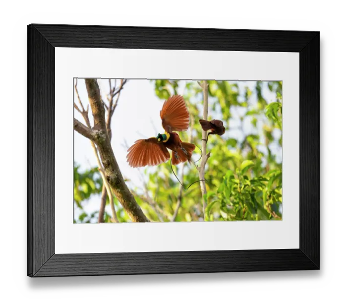 Framed Print : Red bird of paradise (Paradisaea rubra) male, perched on dead branch displaying with female behind, Waigeo Island, Raja Ampat, West Papua, Indonesia