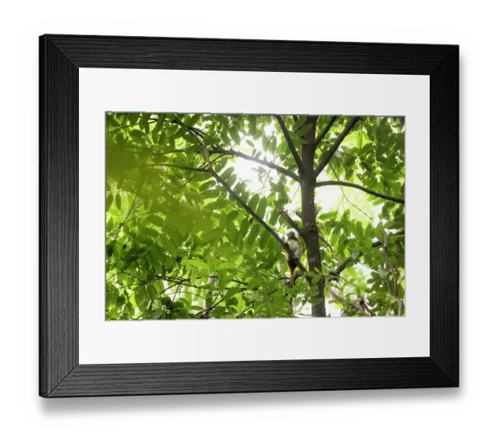 Framed Print : Cotton-top tamarin (Saguinus oedipus) sitting in tree, Marimonda, Necocli, Colombia. Critically endangered Framed Print : Cotton-top tamarin (Saguinus oedipus) sitting in tree, Marimonda, Necocli, Colombia. Critically endangered