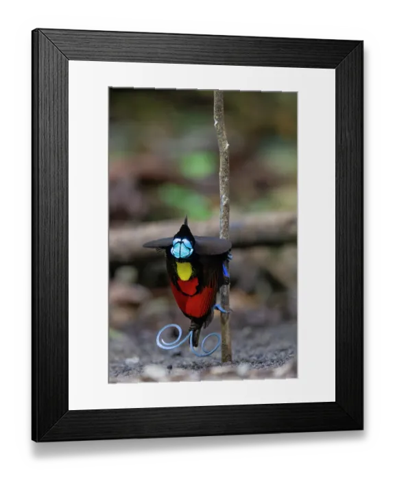 Framed Print : Wilson's bird of paradise (Diphyllodes respublica) male, performing mating dance, courtship display, Waigeo, Raja Ampat, West Papua Framed Print : Wilson's bird of paradise (Diphyllodes respublica) male, performing mating dance, courtship display, Waigeo, Raja Ampat, West Papua
