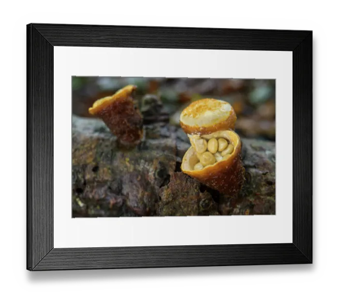 Framed Print : Common bird's nest (Crucibulum crucibuliforme) fungi growing in branch, Aveto Regional Park, Genoa, Italy. October Framed Print : Common bird's nest (Crucibulum crucibuliforme) fungi growing in branch, Aveto Regional Park, Genoa, Italy. October