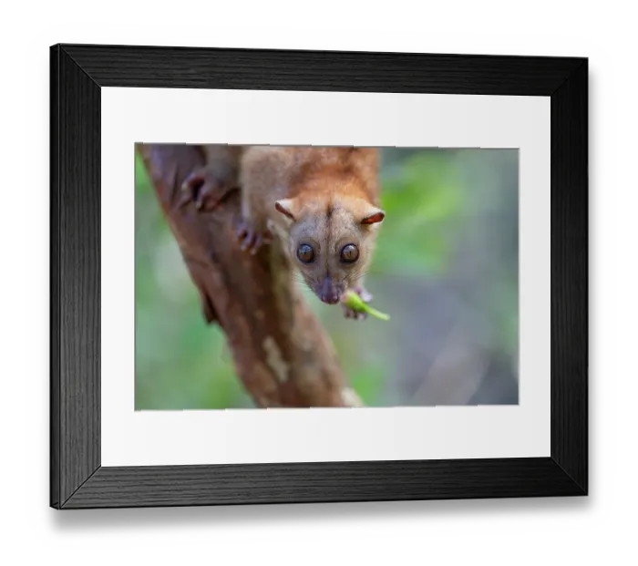 Framed Print : Northern common cuscus (Phalanger orientalis) resting on tree trunk feeding, Waigeo, Raja Ampat, West Papua Framed Print : Northern common cuscus (Phalanger orientalis) resting on tree trunk feeding, Waigeo, Raja Ampat, West Papua