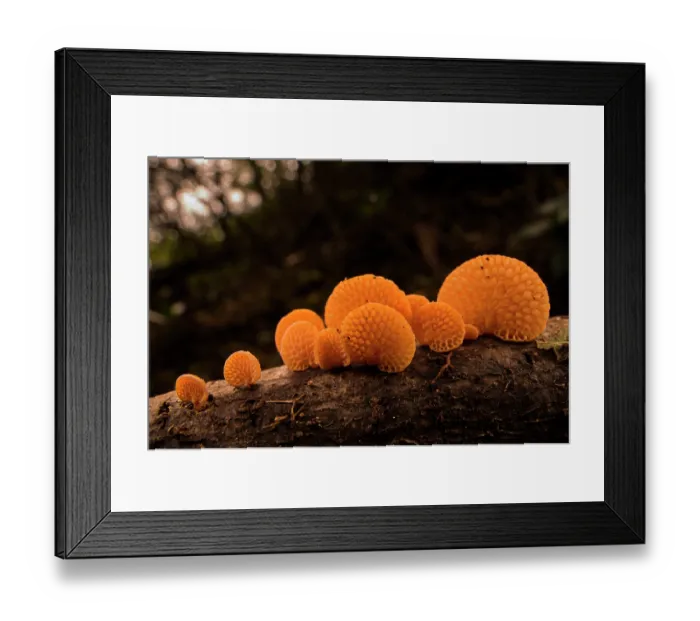 Framed Print : Orange pore fungus (Favolaschia claudopus) growing on fallen branch, Genoa, Italy. November Framed Print : Orange pore fungus (Favolaschia claudopus) growing on fallen branch, Genoa, Italy. November