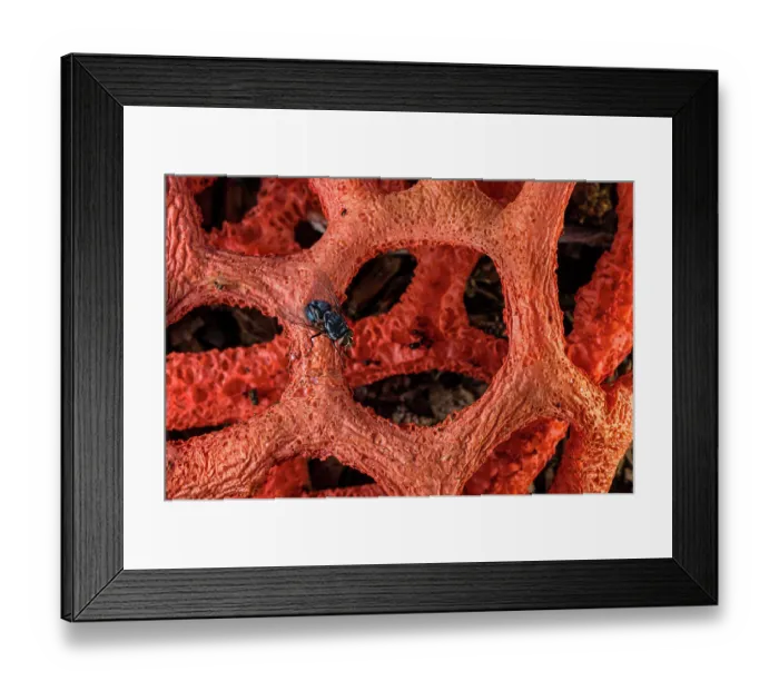 Framed Print : Red cage (Clathrus ruber) fungus blooming on chopped woods in a urban park with Bluebottle fly (Calliphora vomitoria) consuming its smelly liquids, Genoa, Italy. May