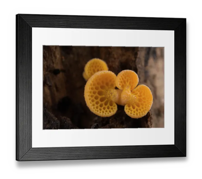 Framed Print : Orange pore fungus (Favolaschia claudopus) newly emerged fruiting bodies growing together on a fallen tree branch, Genoa, Italy. November Framed Print : Orange pore fungus (Favolaschia claudopus) newly emerged fruiting bodies growing together on a fallen tree branch, Genoa, Italy. November